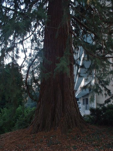 Sequoia géant – Bruxelles, Avenue Franklin Roosevelt, 117 –  13 Février 2003
