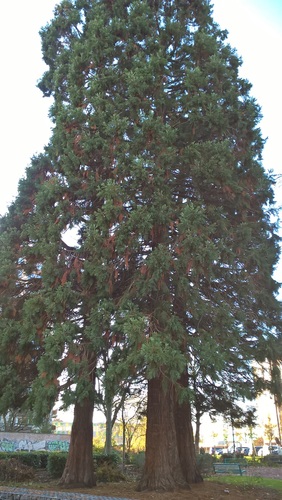Sequoia géant – Schaerbeek, Parc Albert ou Terdelt –  28 Novembre 2017