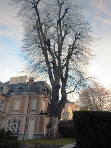 Zilverlinde &ndash; Schaarbeek, de Jamblinne de Meuxplein, 3 &ndash;  14 Januari 2025
