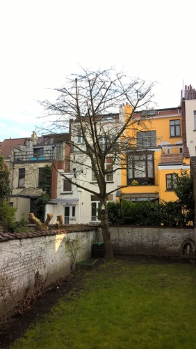 Prunus sp – Schaerbeek, Rue Victor Hugo, 44 –  27 Mars 2018
