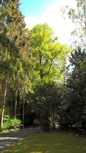 Tilleul à larges feuilles – Uccle, Avenue des Sorbiers, 5b –  26 Avril 2018