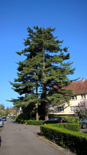 Pinus strobus – Ukkel, Wezelslaan, 44 –  03 Mei 2018