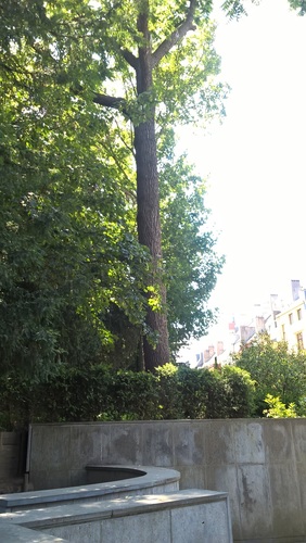 Noyer noir – Bruxelles, Parc d'Egmont –  27 Juin 2018