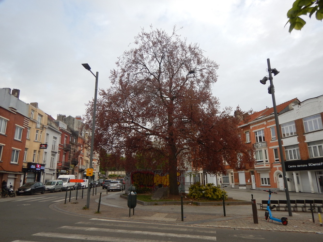 Hêtre pourpre &ndash; Anderlecht, Avenue Auber &ndash;  16 Avril 2026