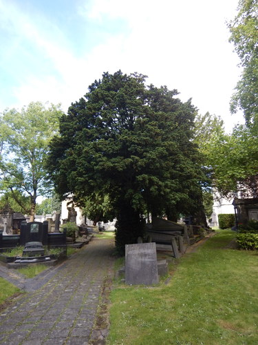 Venijnboom – Brussel, Begraafplaats van Laken –  28 Januari 2019