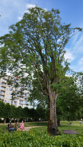 Ailante glanduleux &ndash; Bruxelles, Square Ambiorix, Marie Louise, Marguerite et avenue Palmerston &ndash;  10 Juin 2026