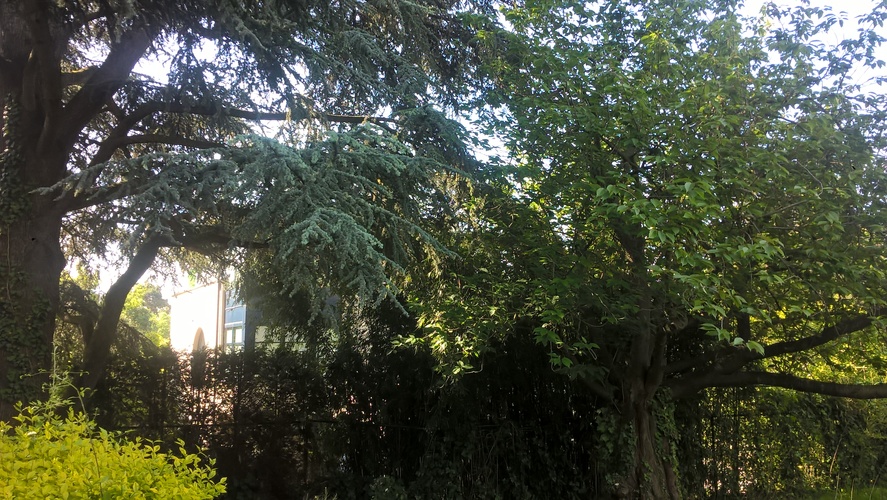 Cerisier du Japon – Uccle, Jardin de la villa Coene, Avenue Jean et Pierre Carsoel, 198 –  23 Mai 2019