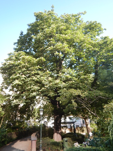 Witte paardenkastanje &ndash; Sint-Joost-Ten-Node, Kruidtuinpark &ndash;  28 Mei 2026