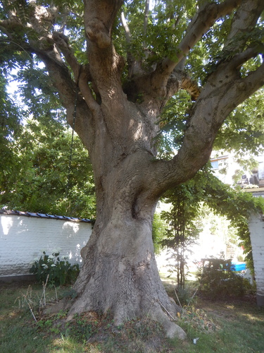 Gewone es – Anderlecht, Limbourglaan, 6 –  04 Juli 2025