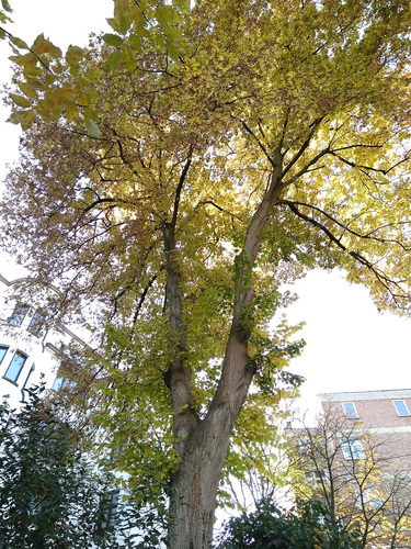 Tilleul à larges feuilles – Ixelles, Rue Washington, 85 –  03 Septembre 2019