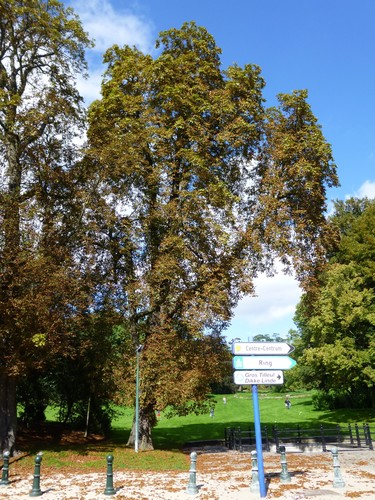 Marronnier commun – Bruxelles, Parc public de Laeken –  10 Septembre 2014