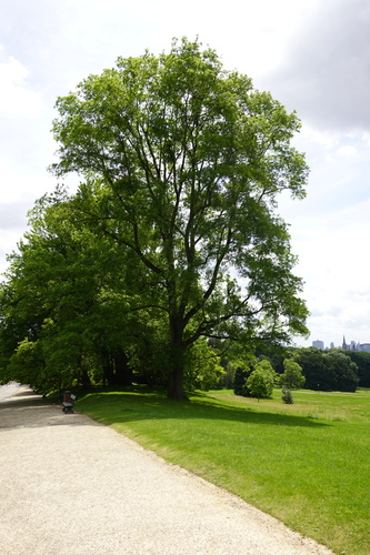 Caryer à folioles cordées &ndash; Bruxelles, Parc public de Laeken, Avenue de la Dynastie &ndash;  01 Juin 2026
