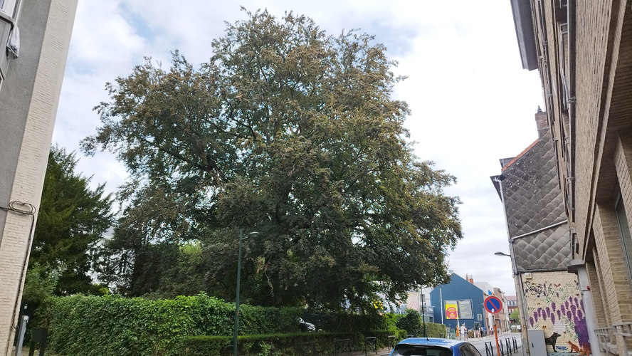 Rode beuk &ndash; Ukkel, Sint-Jobsesteenweg, 592 &ndash;  05 August 2026