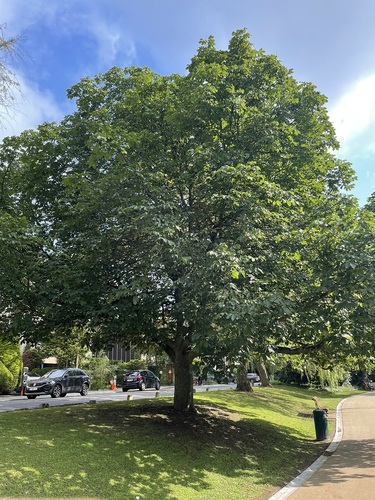 Aesculus flava – Watermaal-Bosvoorde, Leybeekpark –  17 Juli 2024