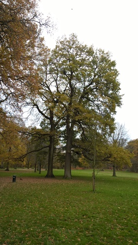 Chêne pédonculé – Bruxelles, Bois de la Cambre –  19 Novembre 2020
