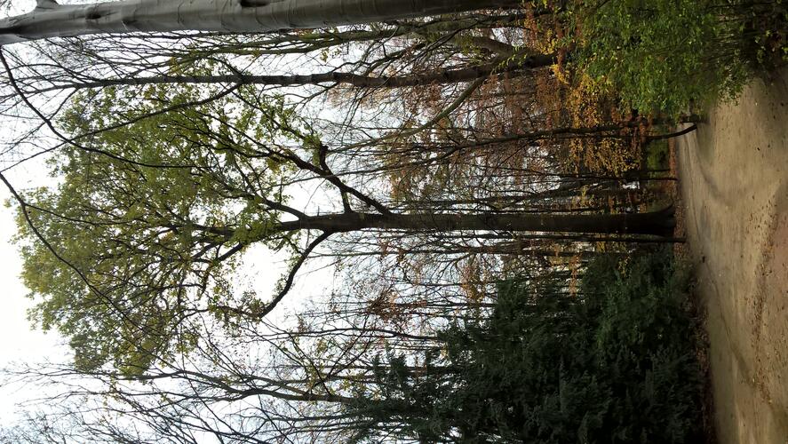 Chêne pédonculé – Bruxelles, Bois de la Cambre, Chemin de l'Aube –  01 Décembre 2020