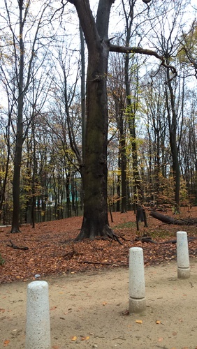 Chêne pédonculé – Bruxelles, Bois de la Cambre –  01 Décembre 2020