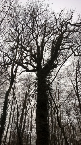 Chêne pédonculé – Bruxelles, Bois de la Cambre –  10 Décembre 2020