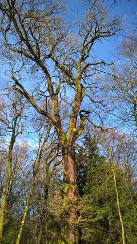 Chêne pédonculé – Bruxelles, Bois de la Cambre –  04 Février 2021