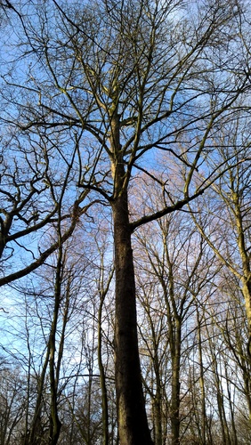 Erable sycomore – Bruxelles, Bois de la Cambre –  04 Février 2021