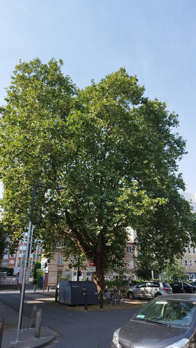 Platane à feuille d'érable &ndash; Woluwé-Saint-Pierre, Rue du Duc &ndash;  30 Juillet 2026