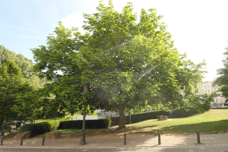 Ptérocaryer à feuilles de frêne – Bruxelles, Rue de la Madeleine –  12 Mai 2022