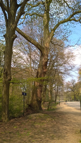 Platane à feuille d'érable – Bruxelles, Bois de la Cambre –  20 Avril 2021