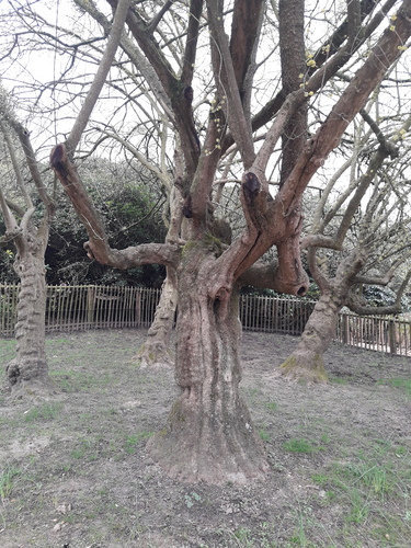 Cornus mas f. variegata – Bruxelles, Jardin du Pavillon Chinois –  16 Mars 2020