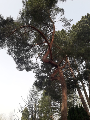 Pinus nigra 'Austriaca' – Ukkel, Tuin van het huis Grégoire, Dieweg, 292 –  01 April 2021