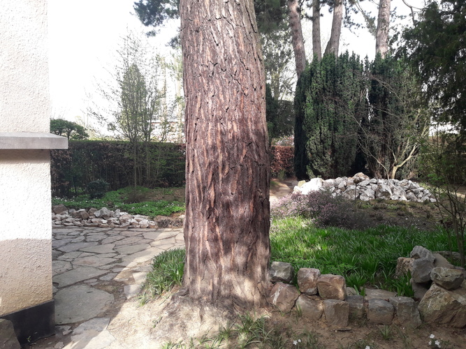 Pinus nigra 'Austriaca' – Ukkel, Tuin van het huis Grégoire, Dieweg, 292 –  01 April 2021