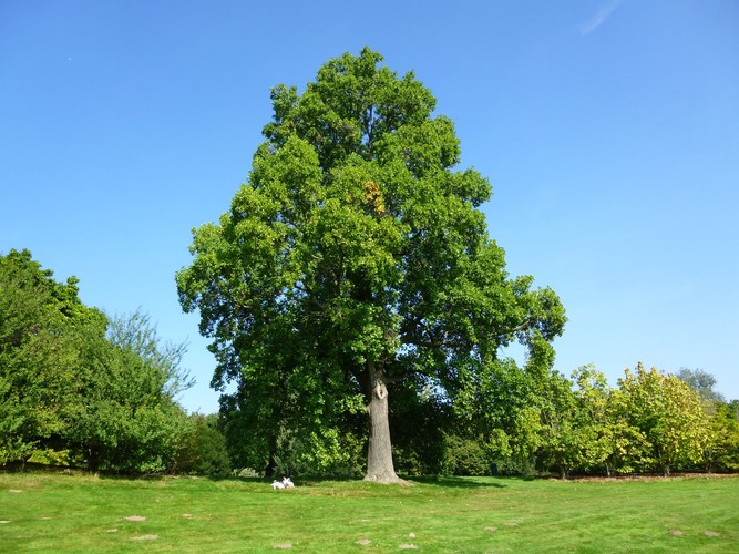 Tulpenboom – Brussel, Openbaar park van Laeken –  18 September 2014