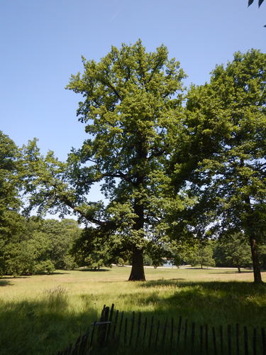 Chêne sessile – Bruxelles, Bois de la Cambre –  03 Juin 2021