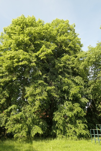 Tilleul à petites feuilles – Watermael-Boitsfort, Avenue des Nymphes, 56-58