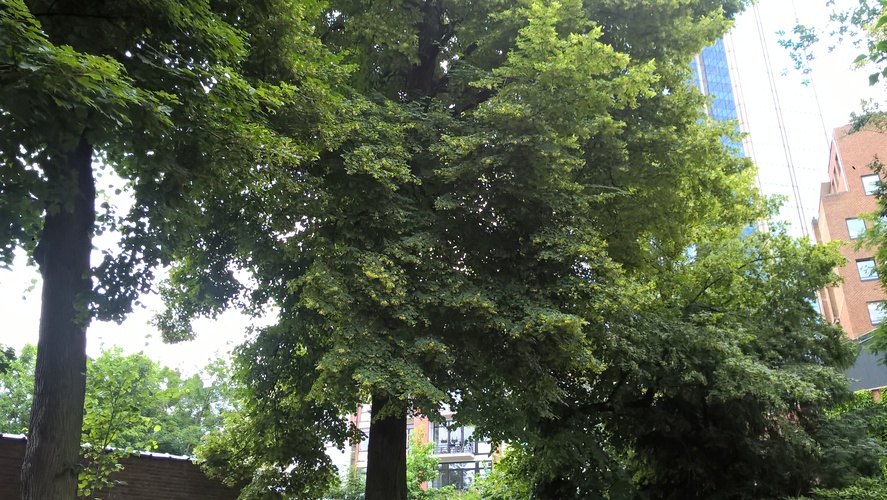 Tilleul à petites feuilles – Bruxelles, Chaussée de Vleurgat, 112 –  24 Juin 2021