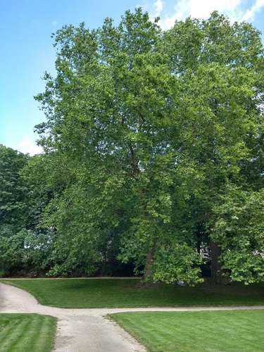 Platane à feuille d'érable – Bruxelles, Parc du Cinquantenaire –  29 Juillet 2021