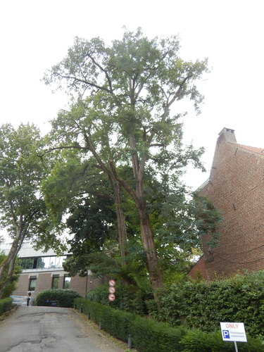 Robinier faux-acacia – Watermael-Boitsfort, Ancien siège de Glaverbel, Chaussée de La Hulpe –  14 Septembre 2021