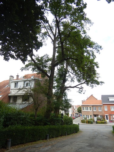 Robinier faux-acacia – Watermael-Boitsfort, Ancien siège de Glaverbel –  14 Septembre 2021