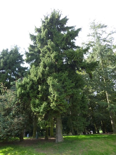 Picea orientalis – Brussel, Openbaar park van Laeken –  02 Oktober 2014