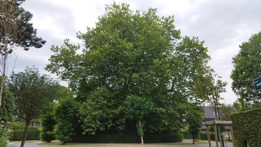 Platane à feuille d'érable &ndash; Woluwé-Saint-Pierre, Square Alexandre &ndash;  30 Juillet 2026