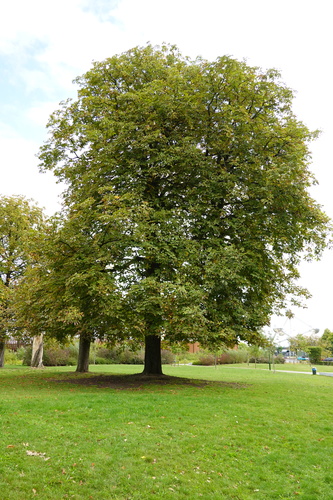 Platane à feuille d'érable – Bruxelles, Parc Verregat, Avenue des Magnolias –  11 Septembre 2025
