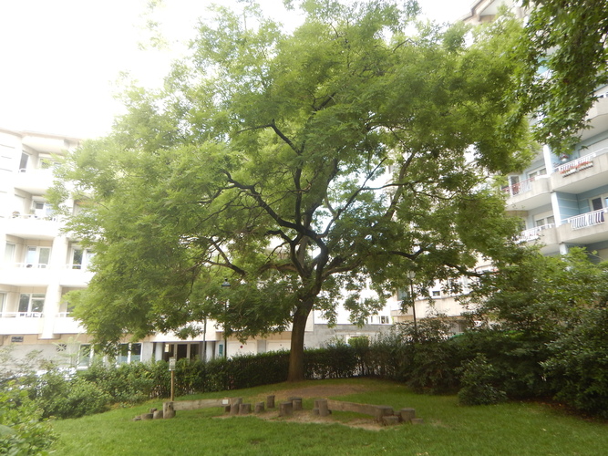 Japanse honingboom &ndash; St.- Gillis, Baron Alfred Bouviersquare &ndash;  06 Juli 2026