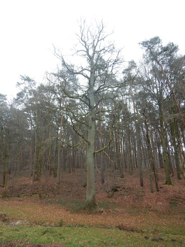 Chêne pédonculé – Watermael-Boitsfort, Forêt de Soignes –  27 Janvier 2022
