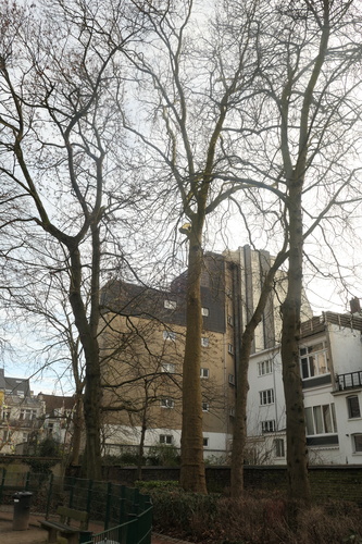 Platane à feuille d'érable – Ixelles, Parc Faider, Rue Faider, 86 –  24 Janvier 2022