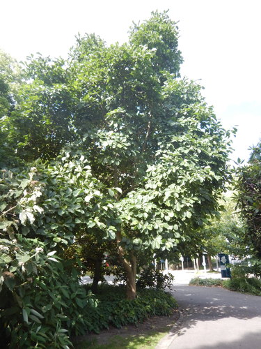 Magnolier à feuilles acuminées – Auderghem, Parc Seny –  07 Juillet 2022