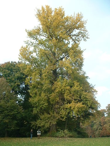 Populus x berolinensis<br>Brussel Openbaar park van Laeken