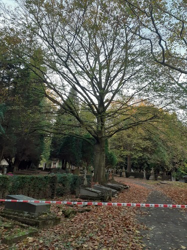 Rode beuk – Evere, Begraafplaats van Brussel –  10 November 2022