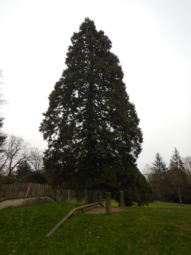 Sequoia géant – Watermael-Boitsfort, Parc du Jagersveld, Jagersveld –  24 Janvier 2023