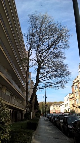 Erable sycomore – Bruxelles, Avenue de l'Orée, 22 –  27 Avril 2023