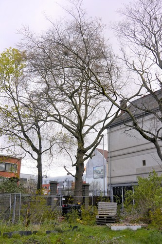 Platane à feuille d'érable – Anderlecht, Ecole vétérinaire de Cureghem –  13 Avril 2023