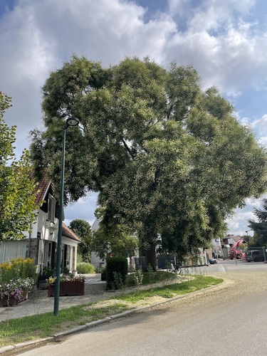 Sophora du Japon – Uccle, Rue du Kriekenput, 14 –  01 Août 2025